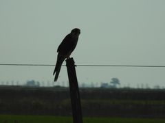 Falco femoralis
