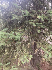 Picea glauca