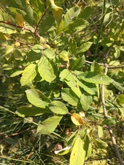 Salix aurita