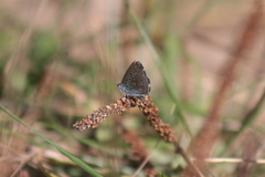 Polyommatus icarus
