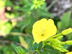 Oenothera parviflora