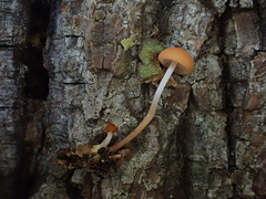 Marasmius sullivantii