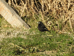 Hymenops perspicillatus