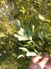 Salix aurita