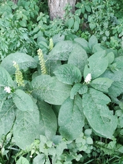Phytolacca acinosa