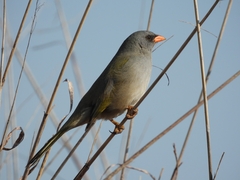 Embernagra platensis