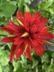 Castilleja miniata miniata