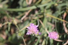 Knautia arvensis