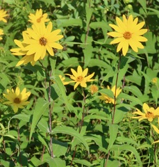 Helianthus divaricatus