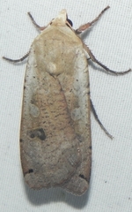 Noctua pronuba