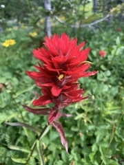 Castilleja miniata miniata