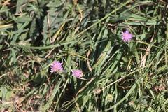 Knautia arvensis