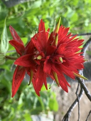 Castilleja miniata miniata