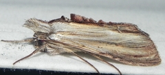 Cucullia convexipennis