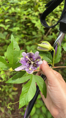 Passiflora incarnata