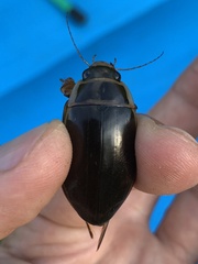 Dytiscus marginalis marginalis