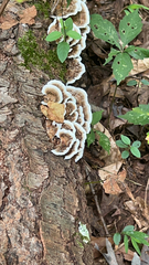 Gloeoporus dichrous