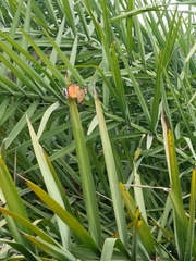 Danaus chrysippus