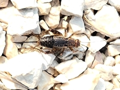 Allonemobius fasciatus