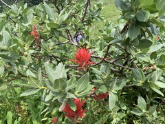 Castilleja miniata miniata