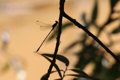 Lestidae