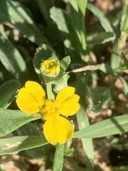 Psilostrophe tagetina