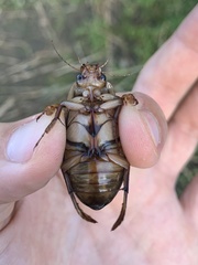 Dytiscus marginalis marginalis