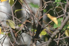 Emberiza rustica