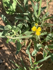 Psilostrophe tagetina