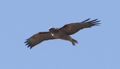 Buteo jamaicensis calurus