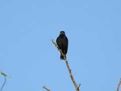 Hymenops perspicillatus