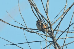 Emberiza rustica