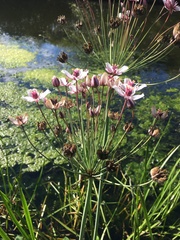 Butomus umbellatus