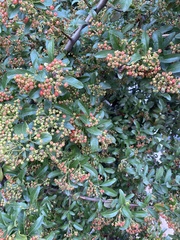 Pyracantha angustifolia