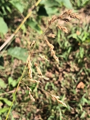 Poa trivialis