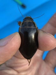 Dytiscus marginalis marginalis