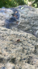 Phyllopalpus pulchellus