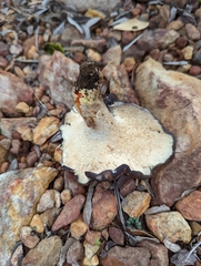 Albatrellaceae