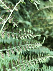 Athyrium