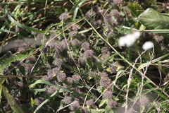 Clinopodium vulgare