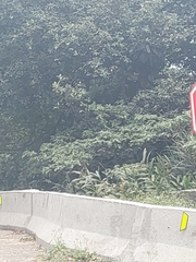 Hedychium coronarium