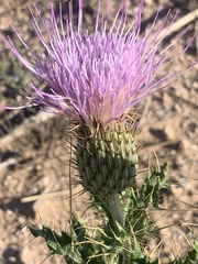 Cirsium ochrocentrum