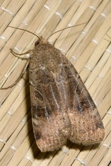 Noctua interposita