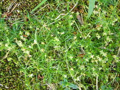 Sagina procumbens