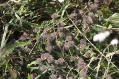 Clinopodium vulgare