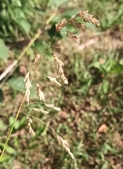 Poa trivialis