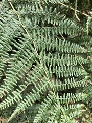 Athyrium