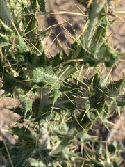Cirsium ochrocentrum