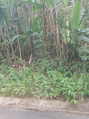 Hedychium coronarium