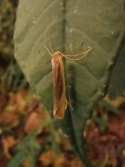 Insecta